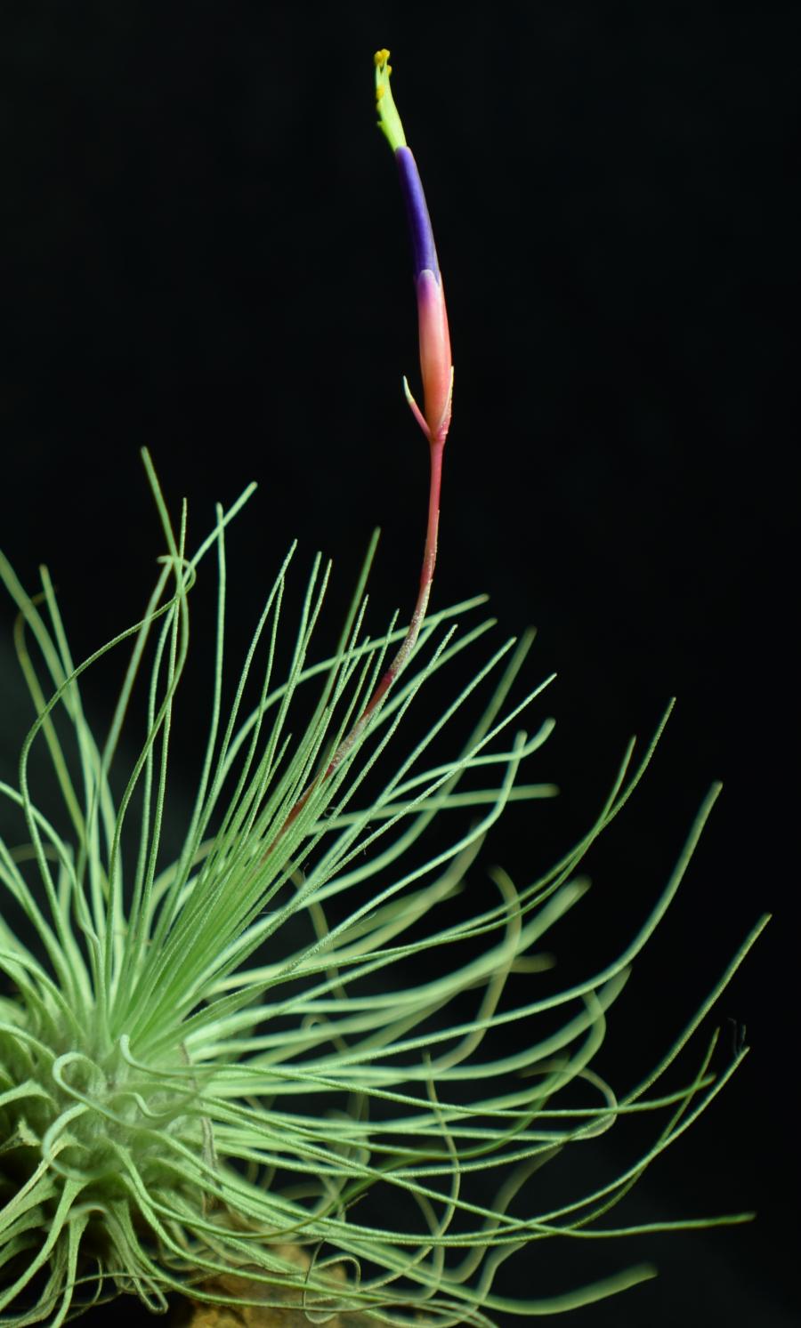 fuchsii air plant care Tillandsia fuchsii var gracilis - Air Plant