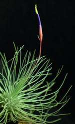 Load image into Gallery viewer, Air plant Tillandsia fuchsii var. gracilis in bloom.
