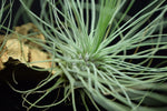 Load image into Gallery viewer, Leaves and interior of Tillandsia fuchsii var. gracilis covered in trichomes.
