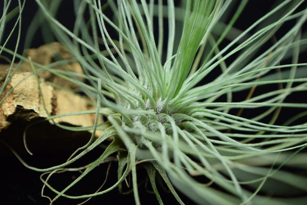 fuchsii air plant Tillandsia fuchsii var gracilis - Air Plant