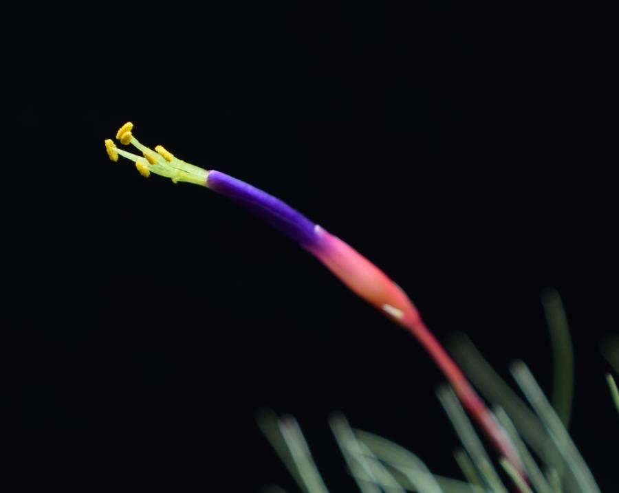 Close up of Tillandsia fuchsii var. gracilis flower.