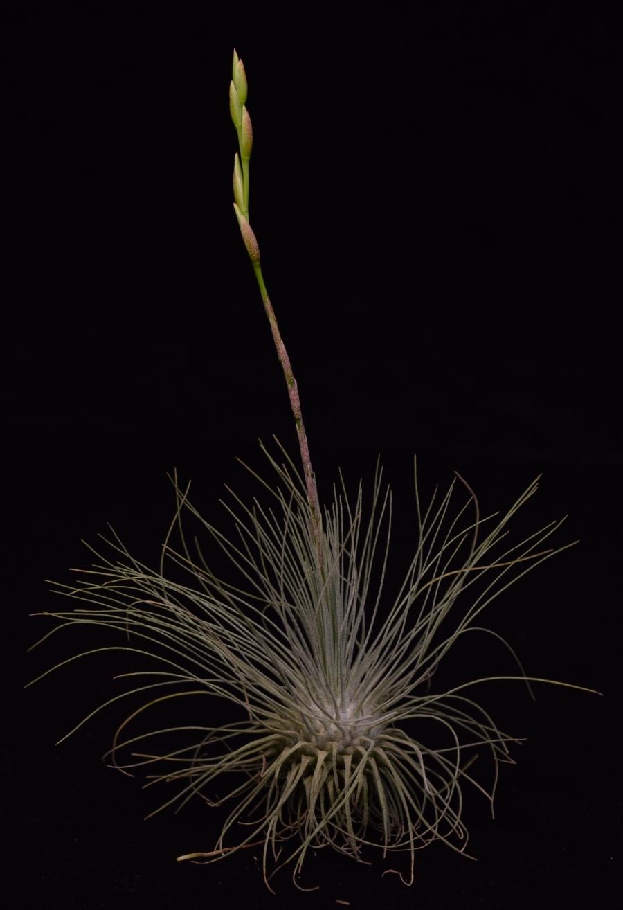 air plant bloom spike Tillandsia fuchsii var gracilis - Air Plant