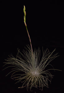 Tillandsia fuchsii var. gracilis growing a flower spike.