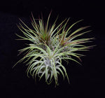 Load image into Gallery viewer, Different colorations of Tillandsia ionantha Guatemala

