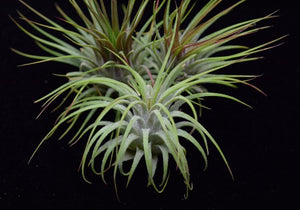 ionantha guatemala air plant Tillandsia Ionantha – Guatemala