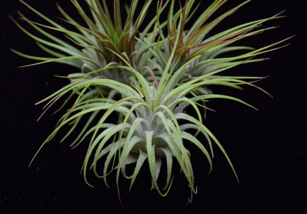 tillandsia ionantha guatemala air plants Tillandsia Ionantha – Guatemala