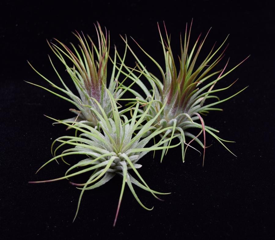 Group of Air plants Tillandsia ionantha Guatemala.