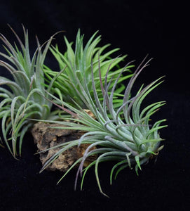 Close up of Tillandsia ionantha Rubra plant.