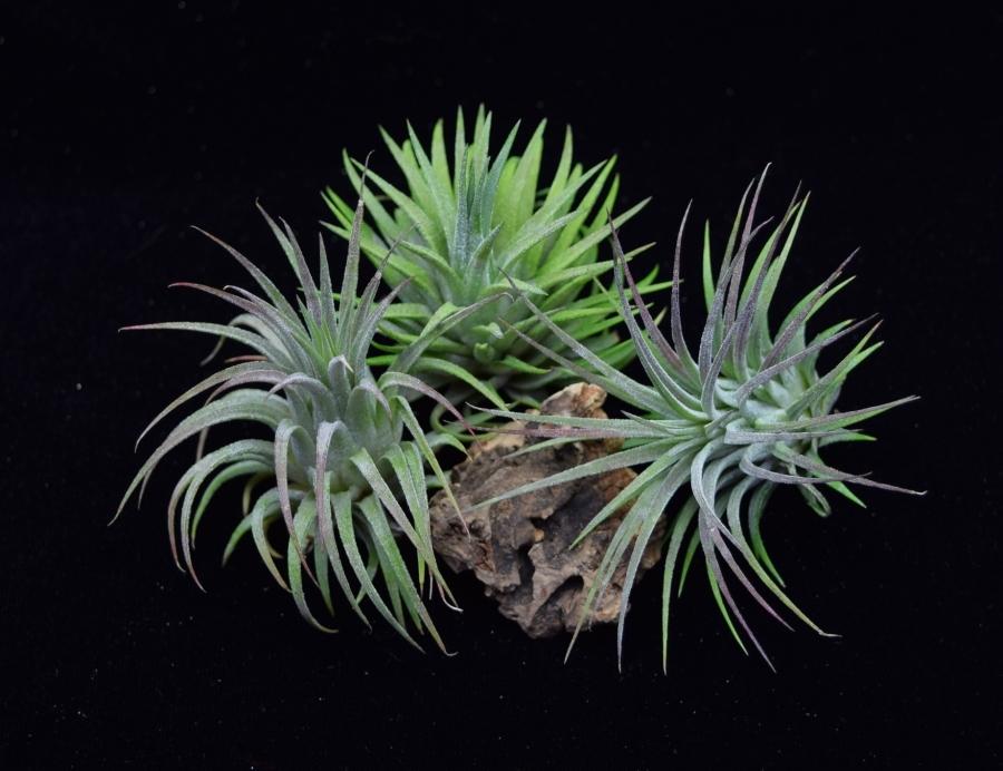 Group of three air plants Tillandsia ionantha Rubra.