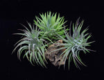 Load image into Gallery viewer, Group of three air plants Tillandsia ionantha Rubra.
