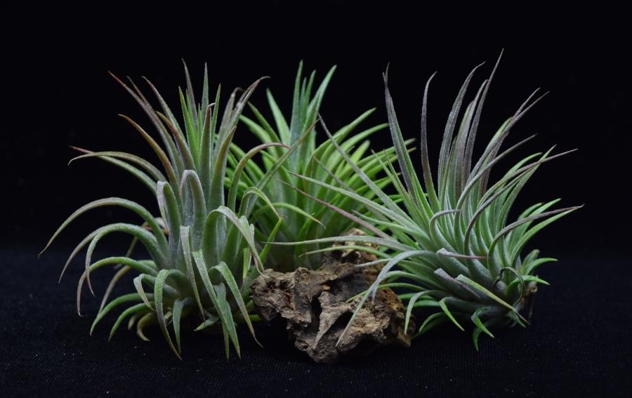 Profile view of three air plants Tillandsia ionantha Rubra.