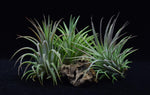 Load image into Gallery viewer, Profile view of three air plants Tillandsia ionantha Rubra.
