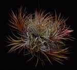 Load image into Gallery viewer, Large cluster of 7-10 air plants. Tillandsia ioanantha &#39;Fuego&#39; is a cultivar that grows vibrant red leaves all year.
