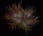Load image into Gallery viewer, Cluster of 7-10 air plants Tillandsia ioanantha &#39;Fuego&#39;.
