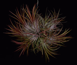 Cluster of 7-10 air plants Tillandsia ioanantha 'Fuego'.
