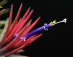 Load image into Gallery viewer, Close up of Tillandsia ionantha &#39;Fuego&#39; flower.

