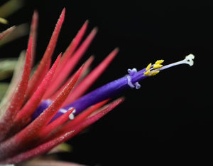 Close up of Tillandsia ionantha 'Fuego' flower.