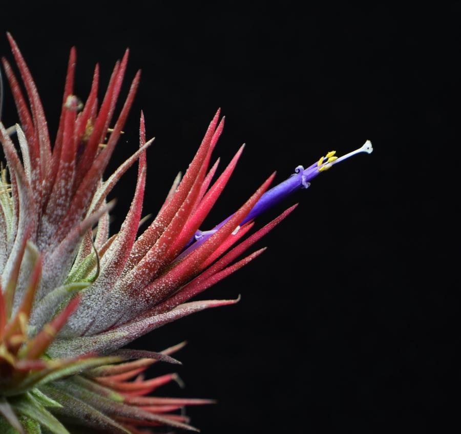 Air plant Tillandsia ionantha 'Fuego' in bloom.