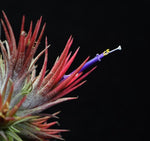 Load image into Gallery viewer, Air plant Tillandsia ionantha &#39;Fuego&#39; in bloom.
