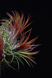 Two Tillandsia ionantha 'Fuego' plants displaying intense red coloration and trichomes on the outside of the leaves.