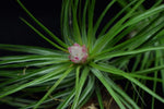 Load image into Gallery viewer, Tillandsia stricta forming a flower spike.
