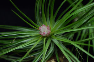 Tillandsia stricta forming a flower spike.