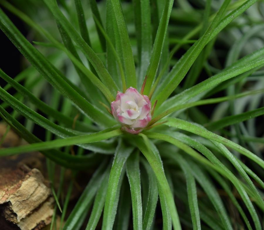 Close up of the newly forming flower of Tillandsia stricta.