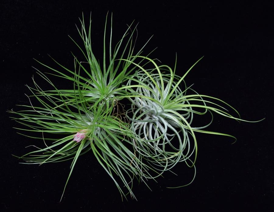 Group of air plants Tillandsia stricta with one in bloom.