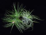 Load image into Gallery viewer, Group of air plants Tillandsia stricta with one in bloom.
