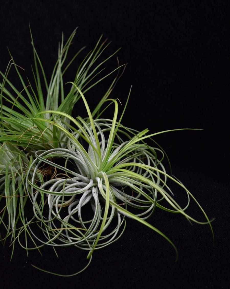 Group of air plants Tillandsia stricta.