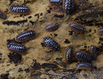 Load image into Gallery viewer, Adult Armadillidium klugii &#39;Montenegro&#39; - Isopods on cork.
