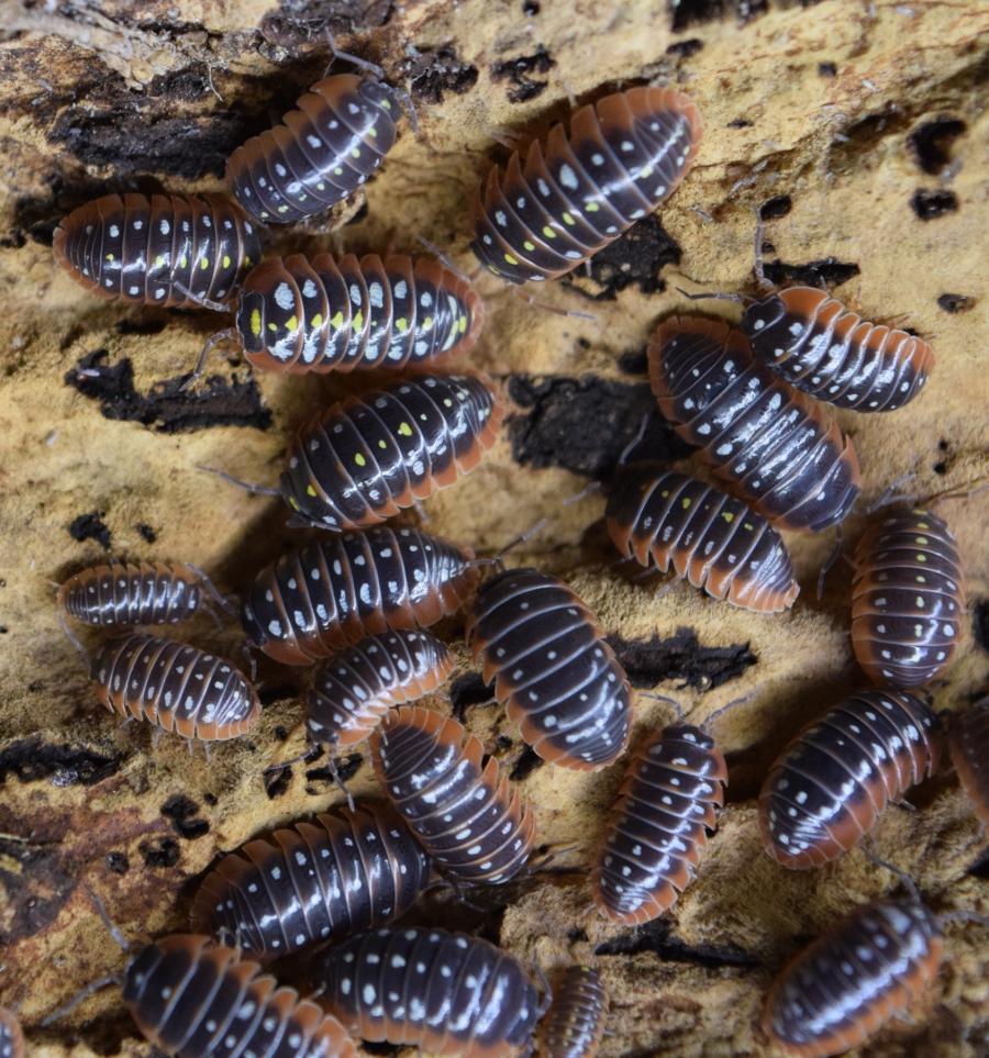 Armadillidium klugii 'Montenegro' - Isopods.