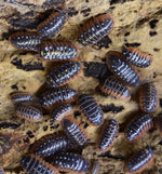 Load image into Gallery viewer, Armadillidium klugii &#39;Montenegro&#39; - Isopods.
