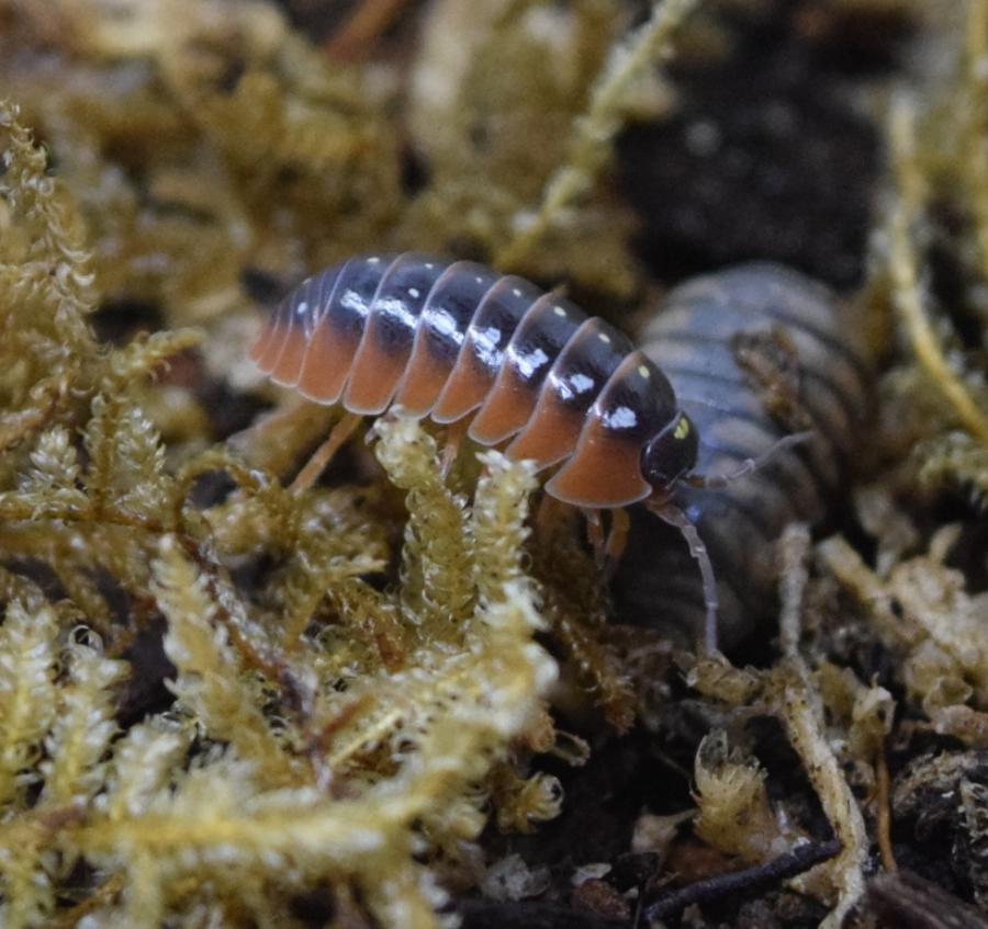 Armadillidium klugii 'Montenegro' - Isopod.