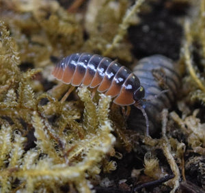 Armadillidium klugii 'Montenegro' - Isopod.