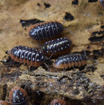 Load image into Gallery viewer, Profile view Armadillidium klugii &#39;Montenegro&#39; - Isopods.

