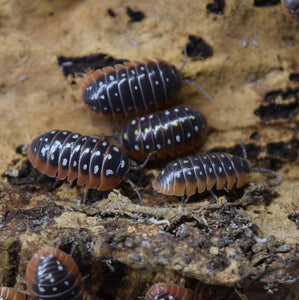Profile view Armadillidium klugii 'Montenegro' - Isopods.