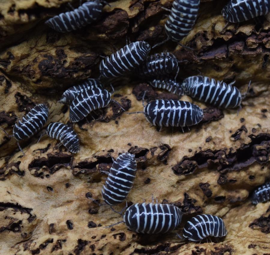 Group of Armadillidium maculatum 'Zebra' - Isopods.