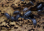 Load image into Gallery viewer, Armadillidium maculatum &#39;Zebra&#39; - Isopods.
