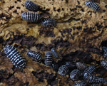 Load image into Gallery viewer, Adult Armadillidium maculatum &#39;Zebra&#39; - Isopod and juveniles / manca.
