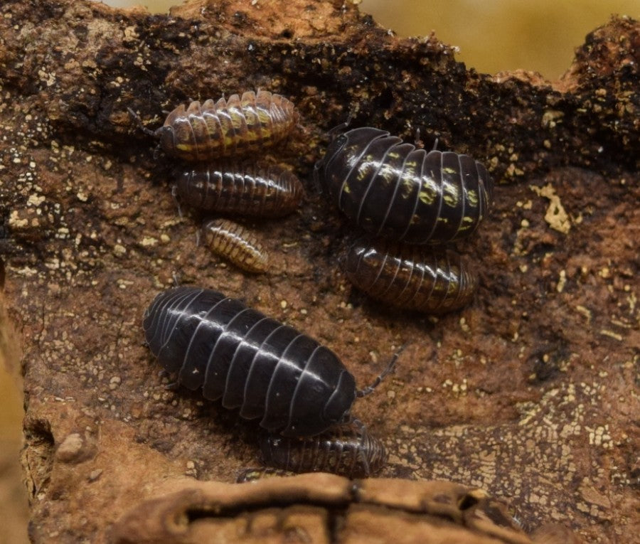 Armadillidium vulgare 'Typical' - Isopods on cork bark showing different color patterns.