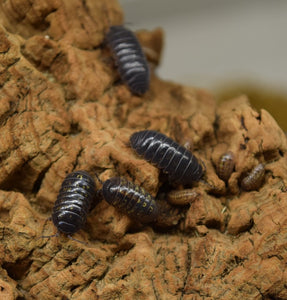 Armadillidium vulgare 'Typical' - Isopods on cork bark.
