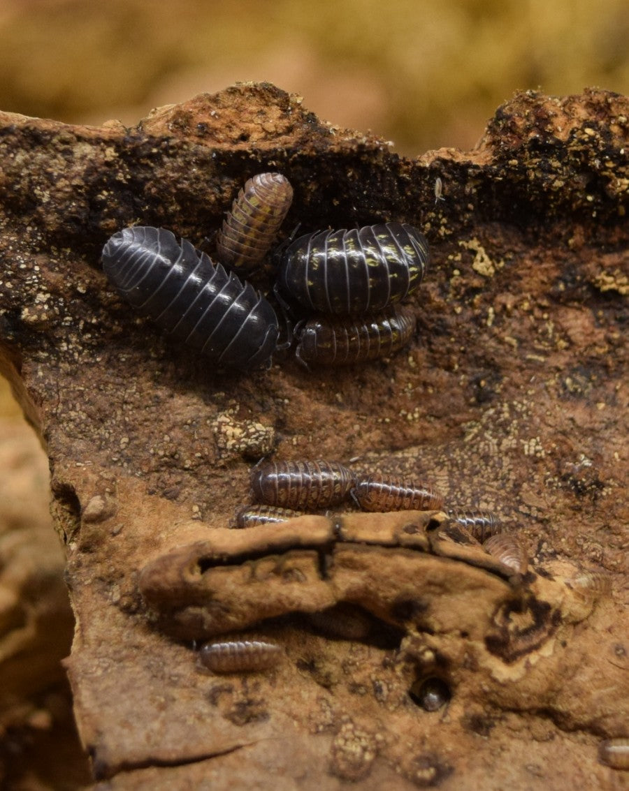 Armadillidium vulgare 'Typical' - Adult and young Isopods on cork bark.