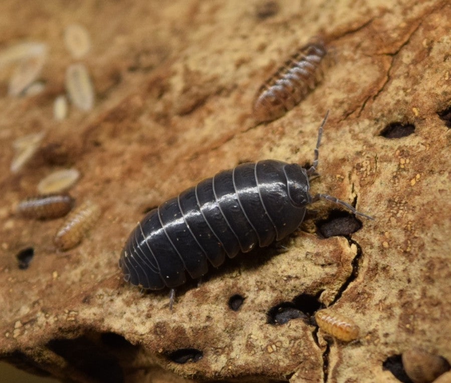 Armadillidium vulgare 'Typical' - Isopods on cork bark with babies and dwarf white isopods in the background.
