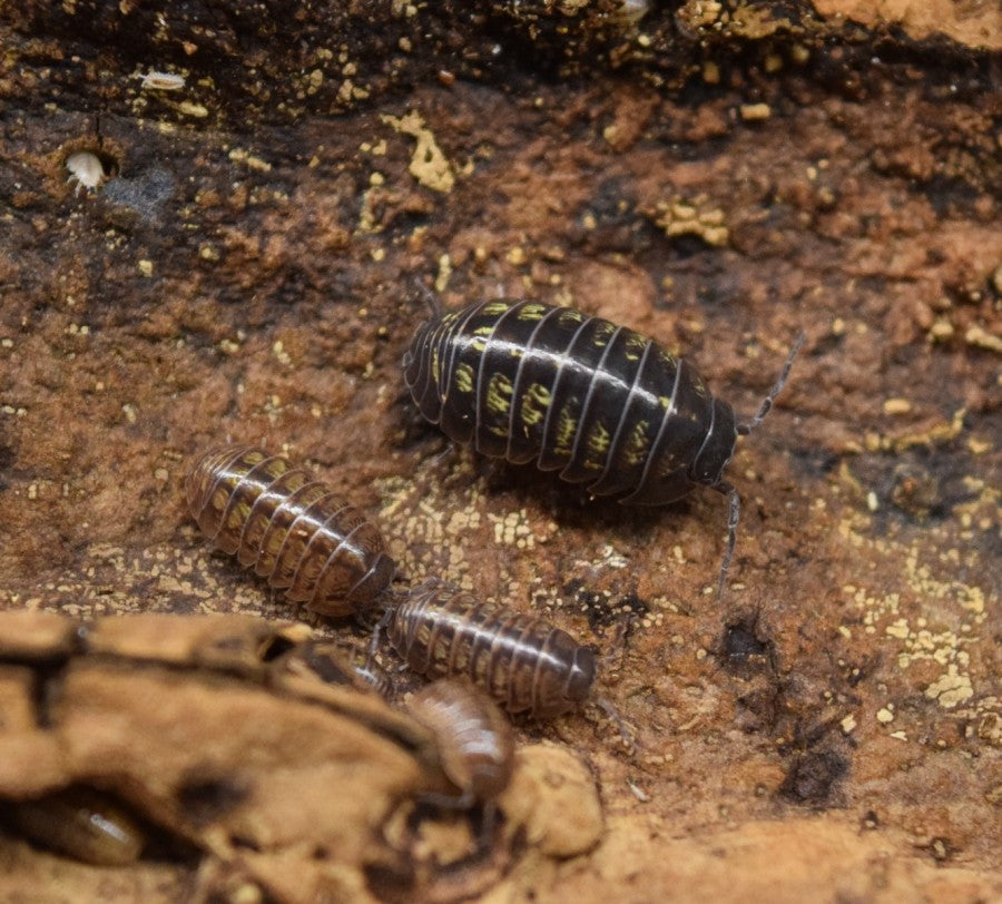 Armadillidium Vulgare Typical Isopod Divide And Culture armadillidium-vulgare-typical-isopod-divide-and-culture
