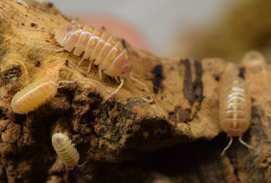 Armadillidium vulgare albino 'T Positive' - Isopod on cork bark.