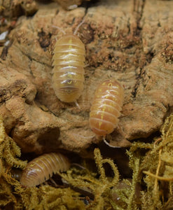 Armadillidium vulgare albino 'T Positive' - Isopod on cork bark with moss underneath.
