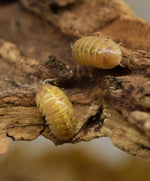 Load image into Gallery viewer, Armadillidium vulgare albino &#39;T Positive&#39; - Isopods on a piece of cork bark.
