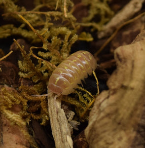 Armadillidium vulgare albino 'T Positive' - Isopod.