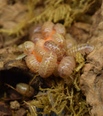 Load image into Gallery viewer, Armadillidium vulgare albino &#39;T Positive&#39; - Isopod eating a chunk of carrot.
